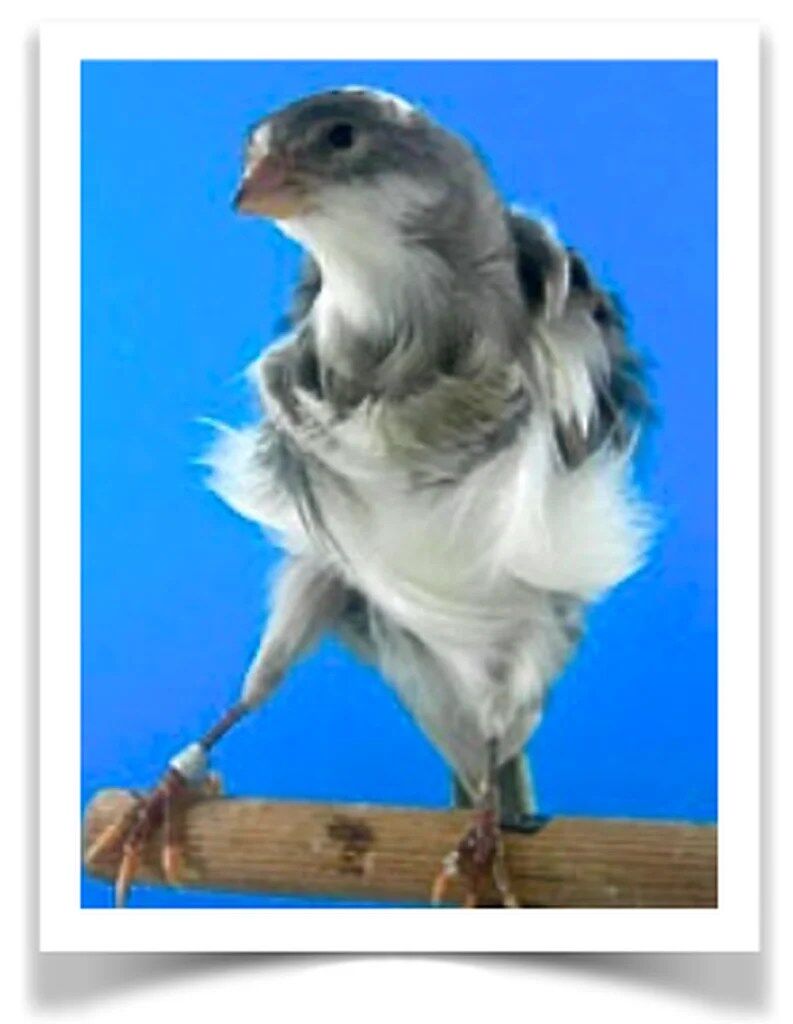 Buy Northern Dutch Frill Canary Online