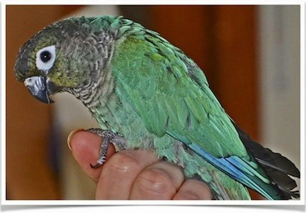 Buy Turquoise Green-Cheeked Conure Online - Image 3