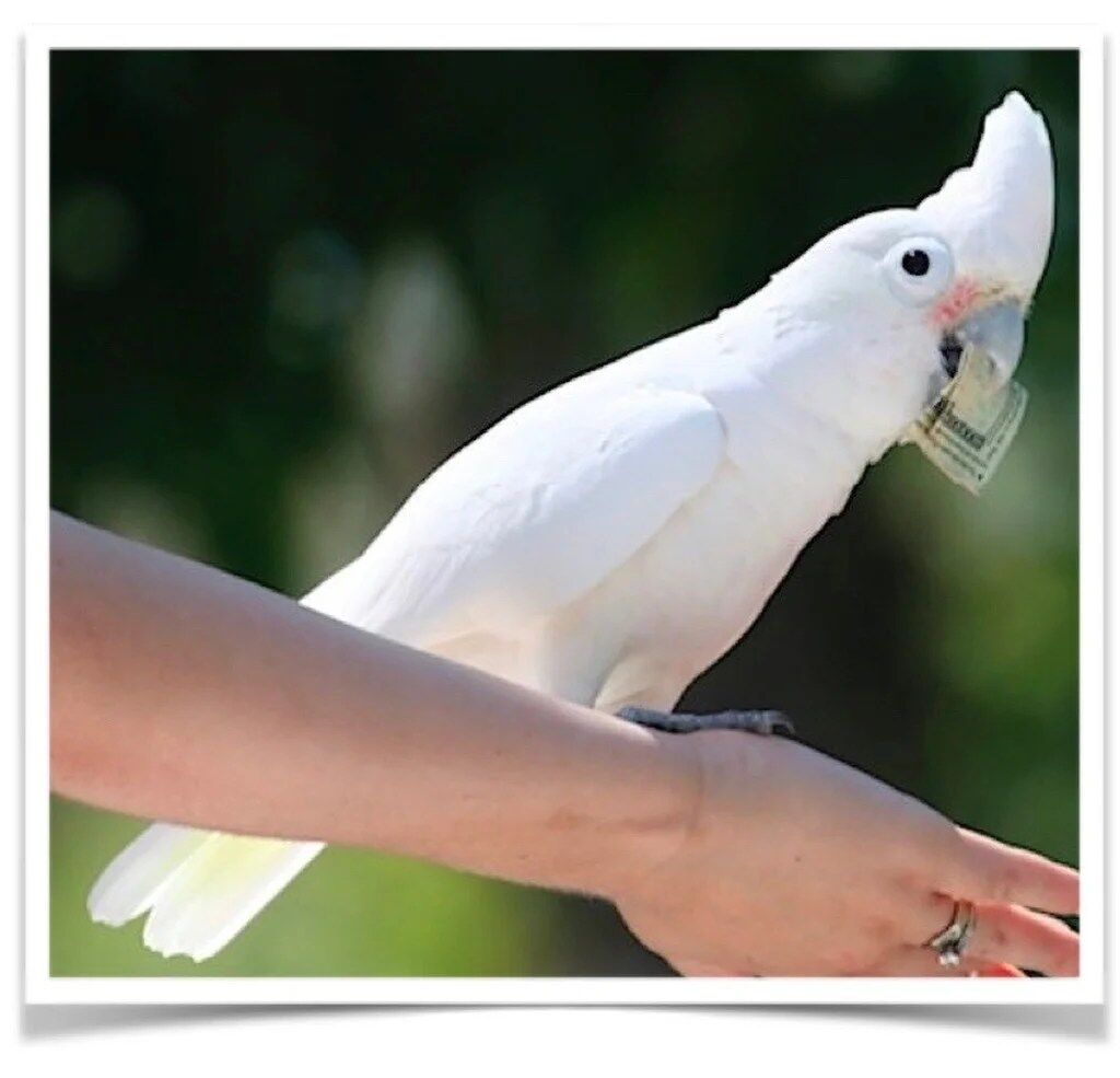 Buy Goffin's Cockatoo Online - Image 4