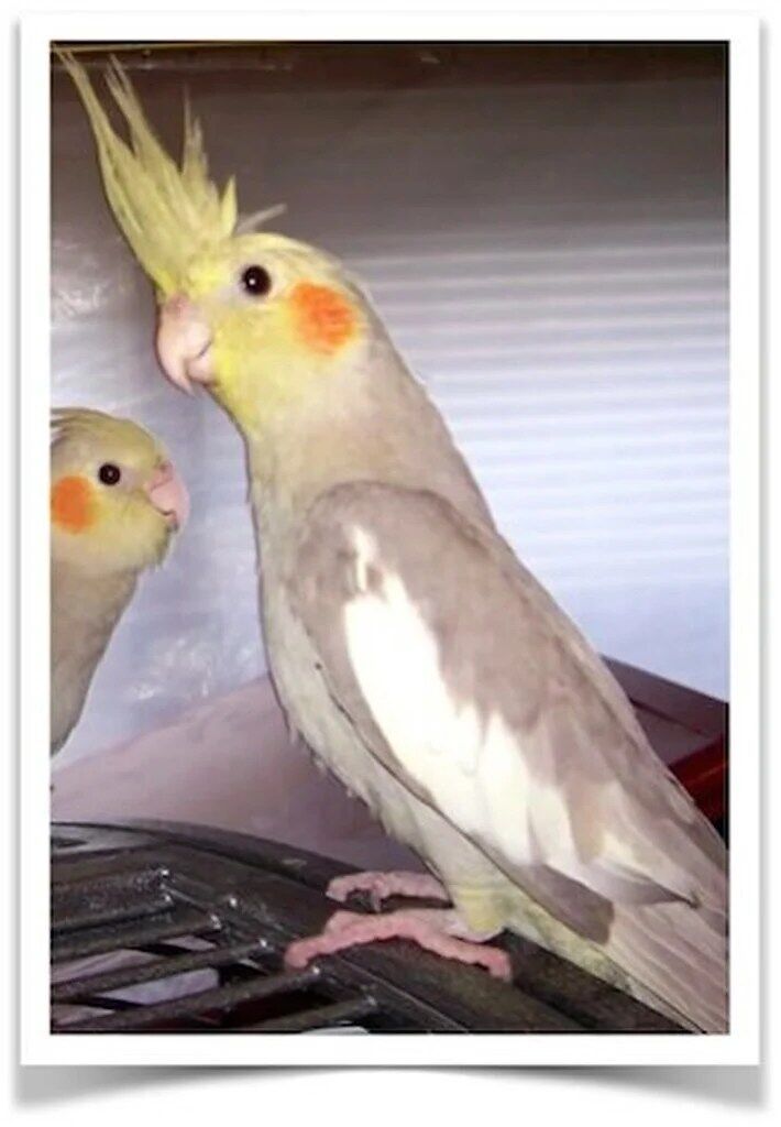 Buy Cockatiel - Cinnamon Online