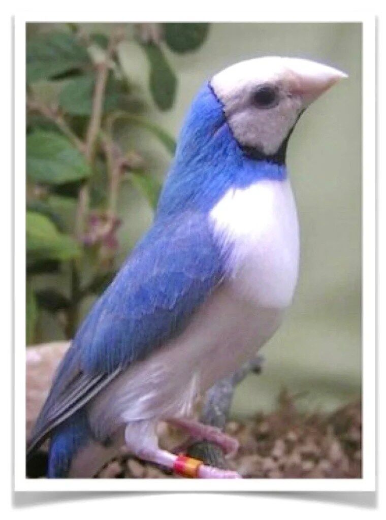 Buy Lady Gouldian Finch - Blue-back Online - Image 5