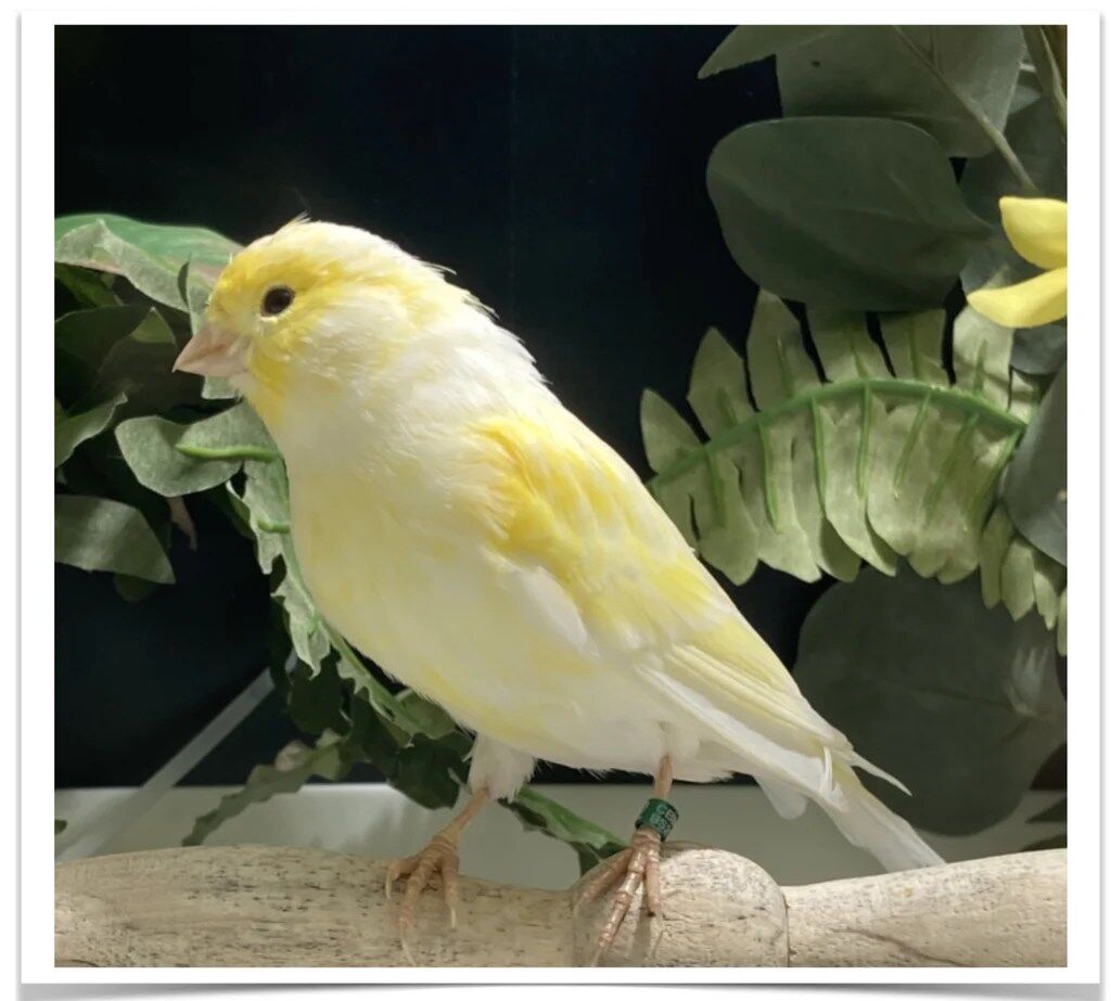 Buy Mosaic Canary Yellow Online