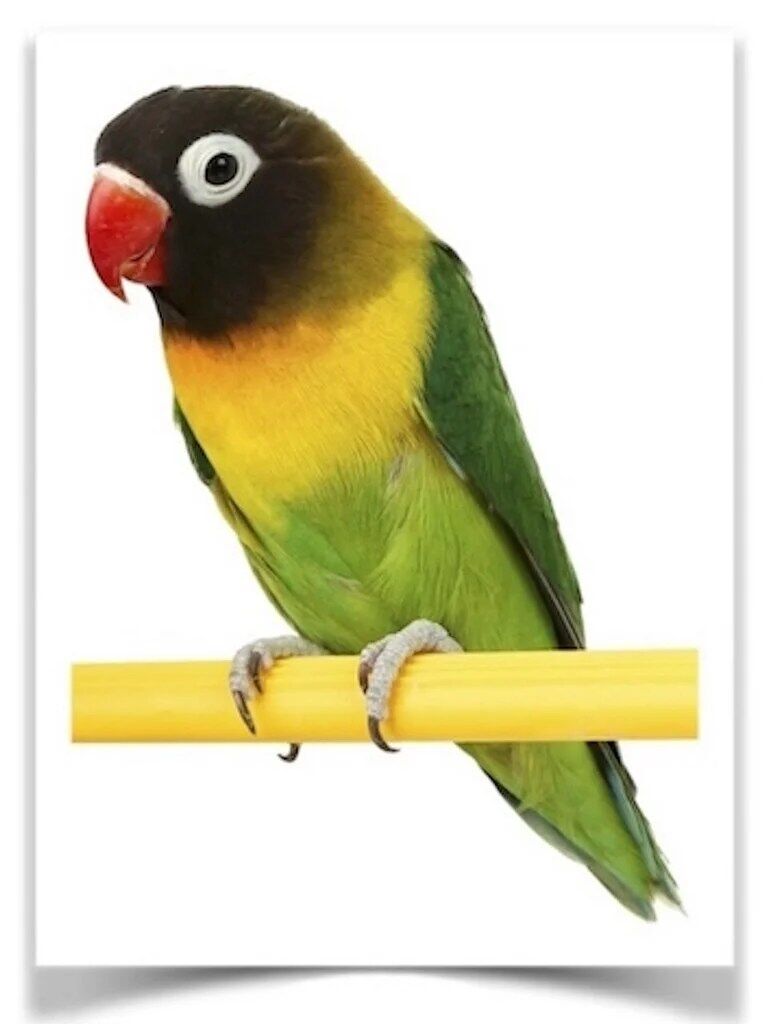 Buy Lovebirds - Black Masked Online