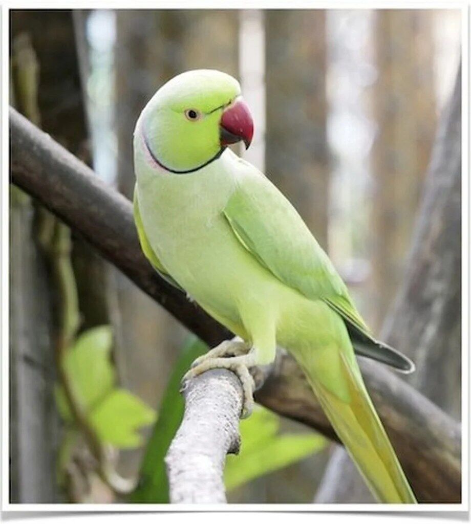 Buy African Ring-necked Parakeets Online