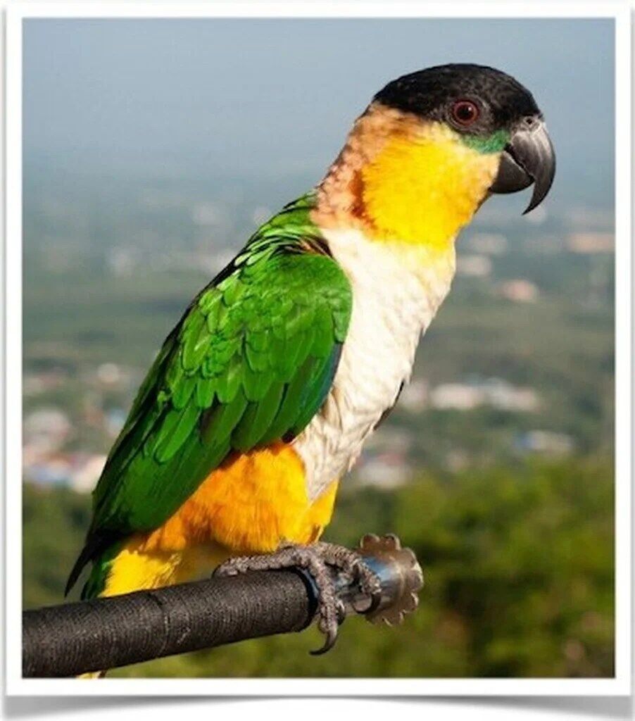 Buy Black Headed Caique Online - Image 3