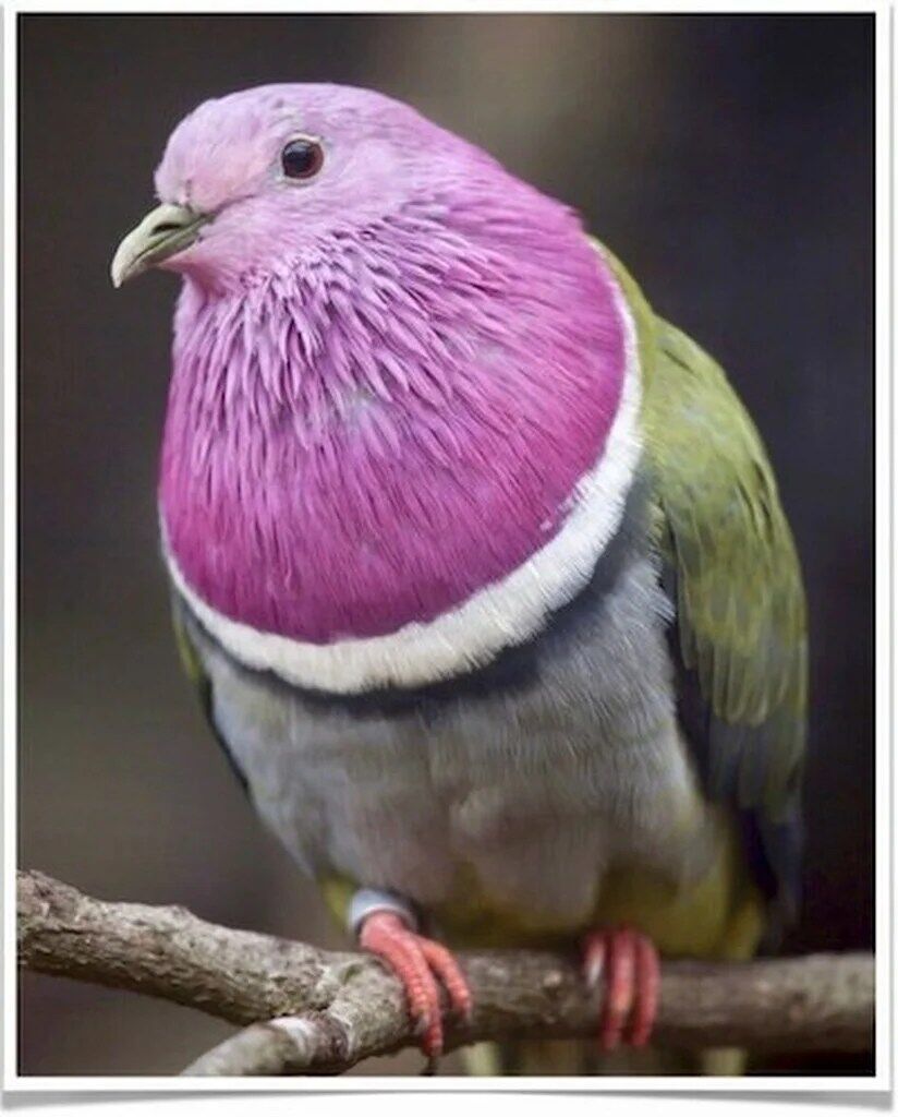 Buy Pink Headed Fruit Dove Online