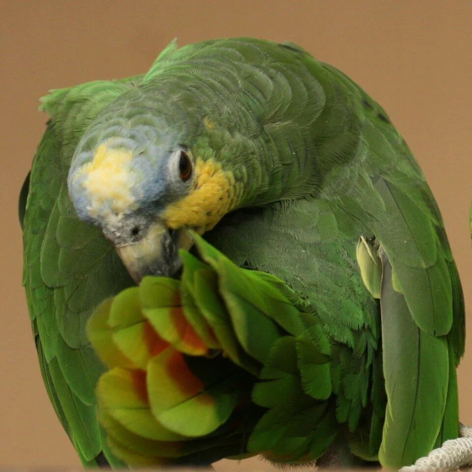 ORANGE WINGED AMAZON FOR SALE - Image 4
