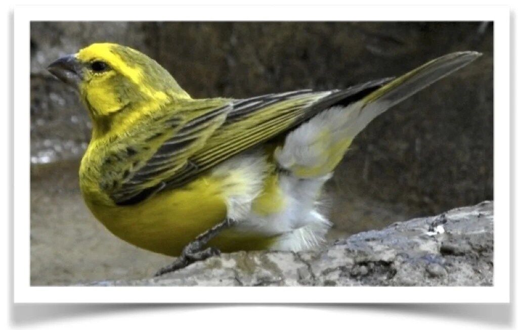 Buy White Bellied Canary Online - Image 4