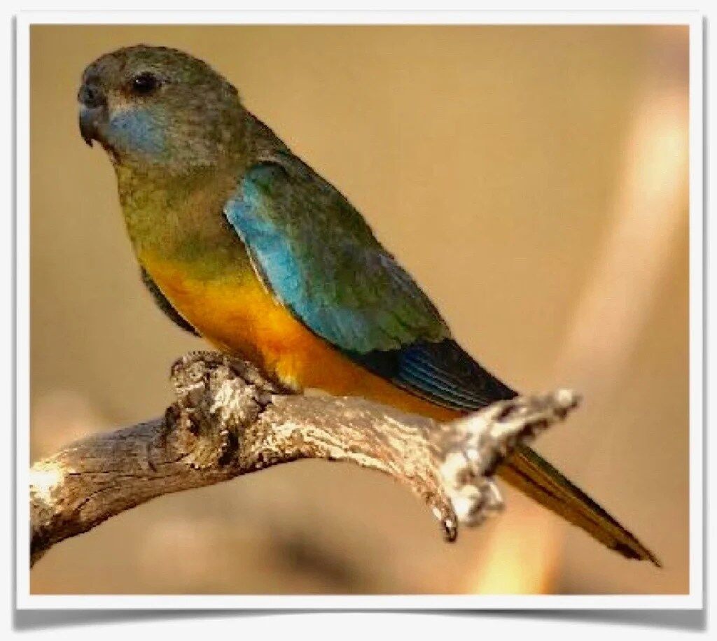 Buy Scarlet-chested Parakeet Online - Image 3