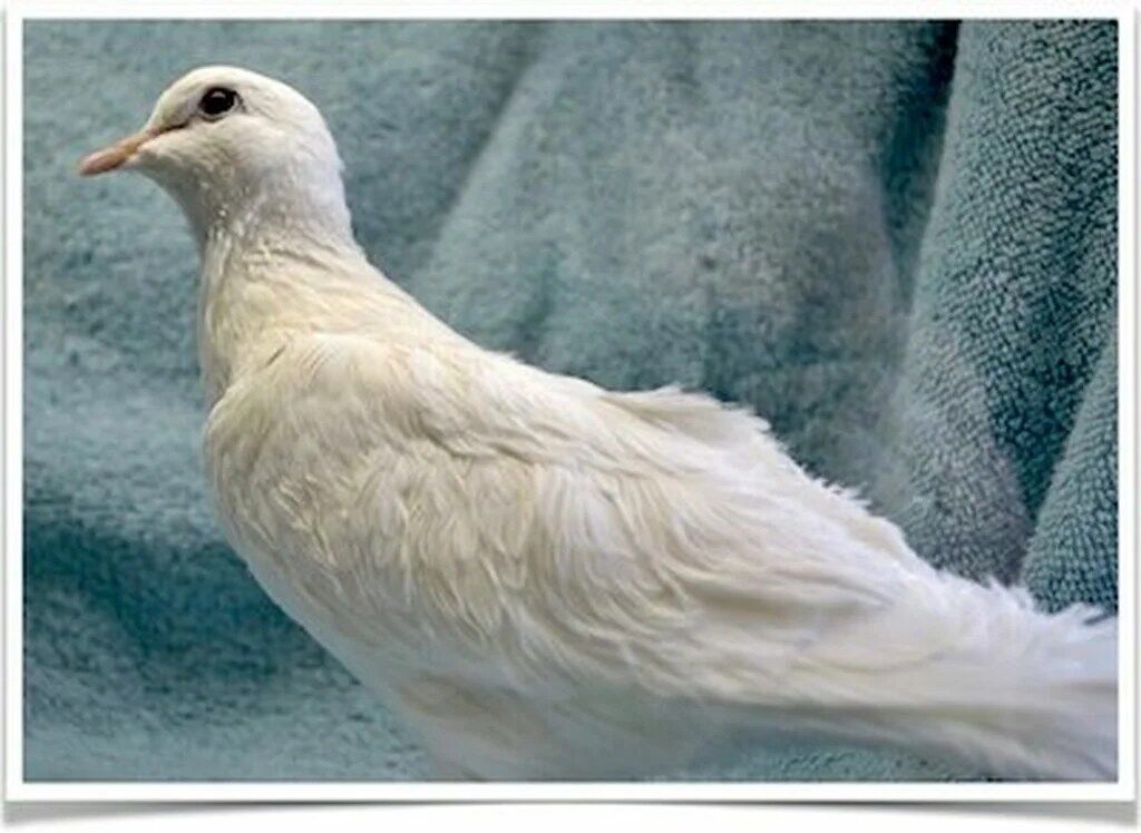 Buy White Silkie Doves Online