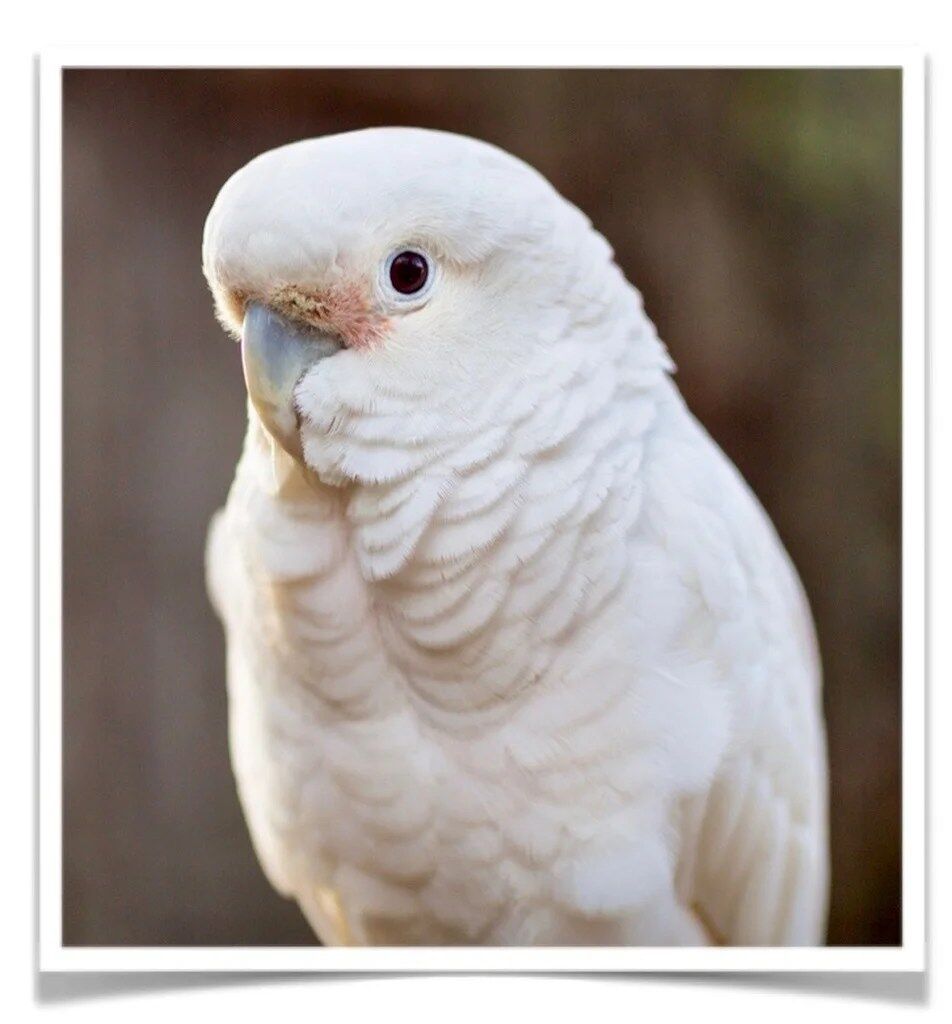 Buy Goffin's Cockatoo Online