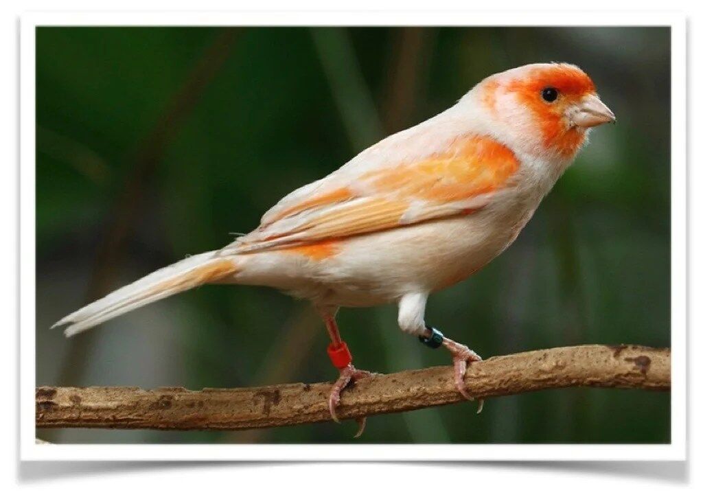 Buy Mosaic Canary Online