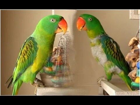 Buy GREAT-BILLED PARROT For Sale
