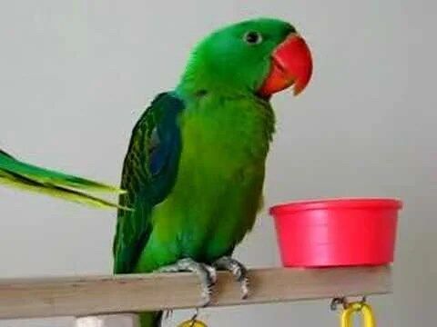 Buy GREAT-BILLED PARROT For Sale - Image 2