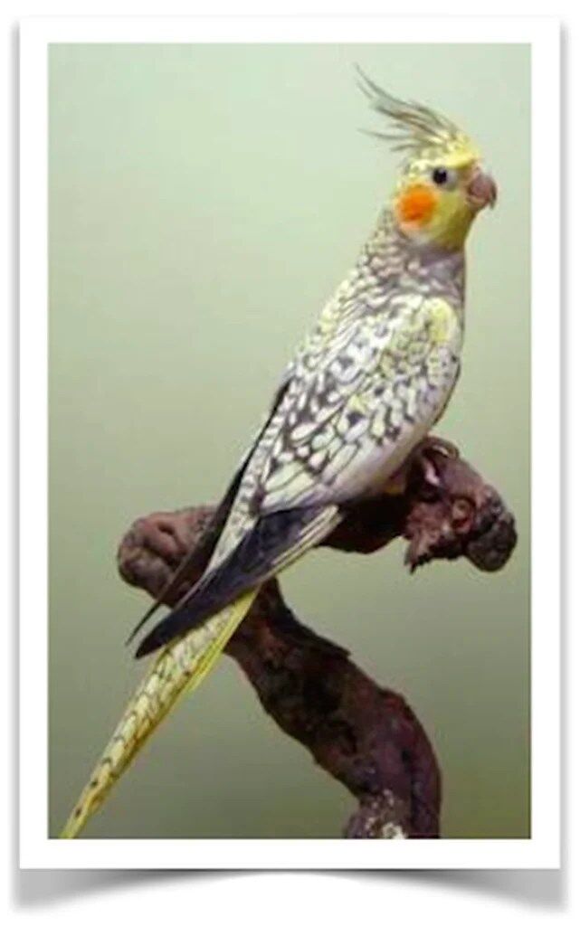 Buy Cockatiel - Pearl Online - Image 2