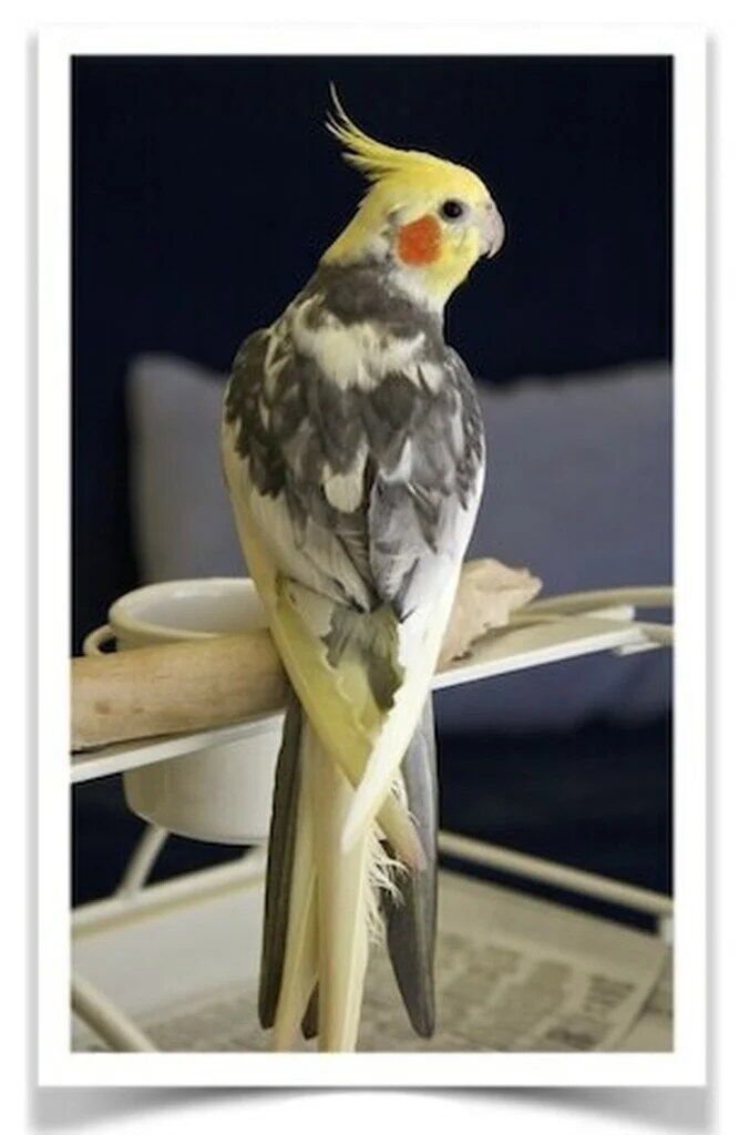 Buy Cockatiel - Pied Online