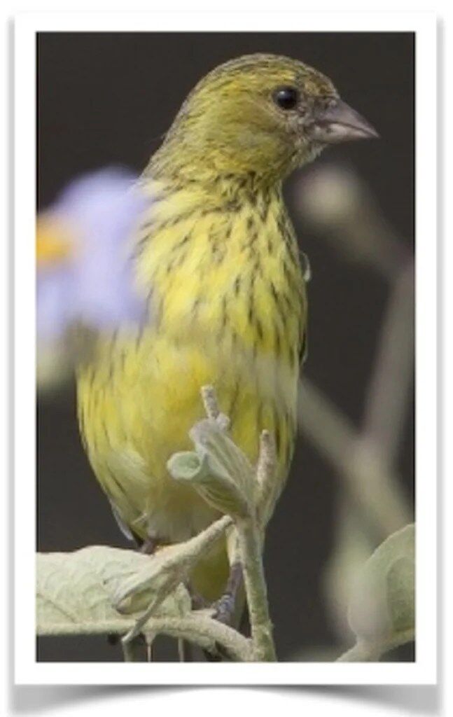 Buy African Citril Finch Online