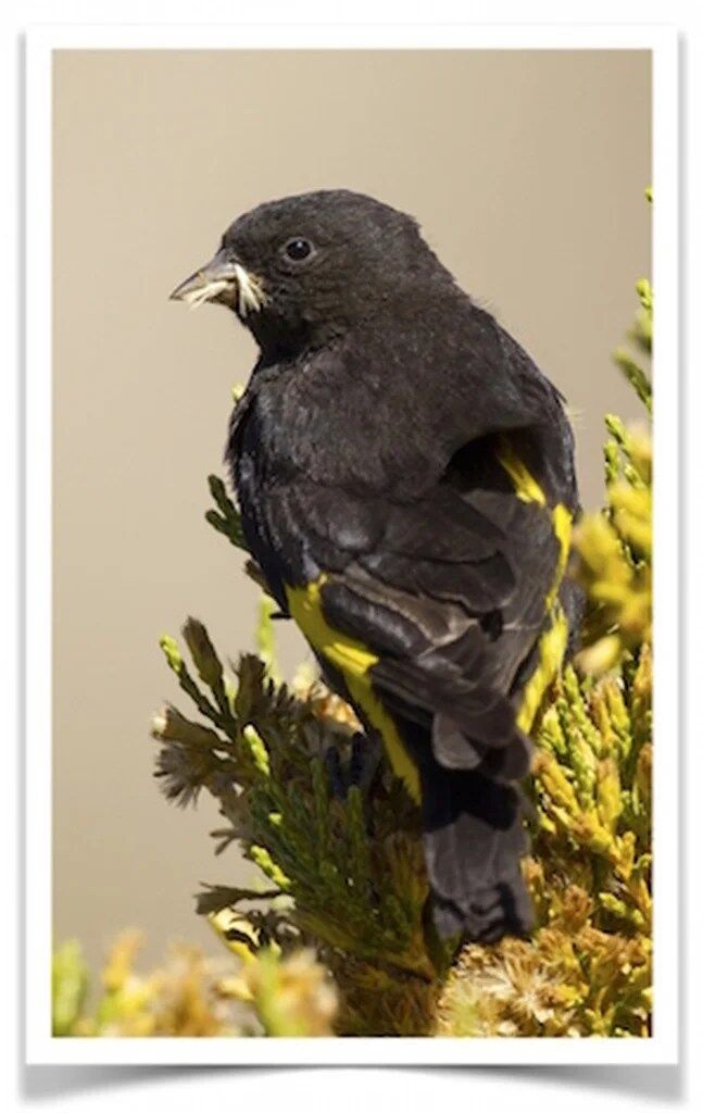 Buy Black Siskin Online