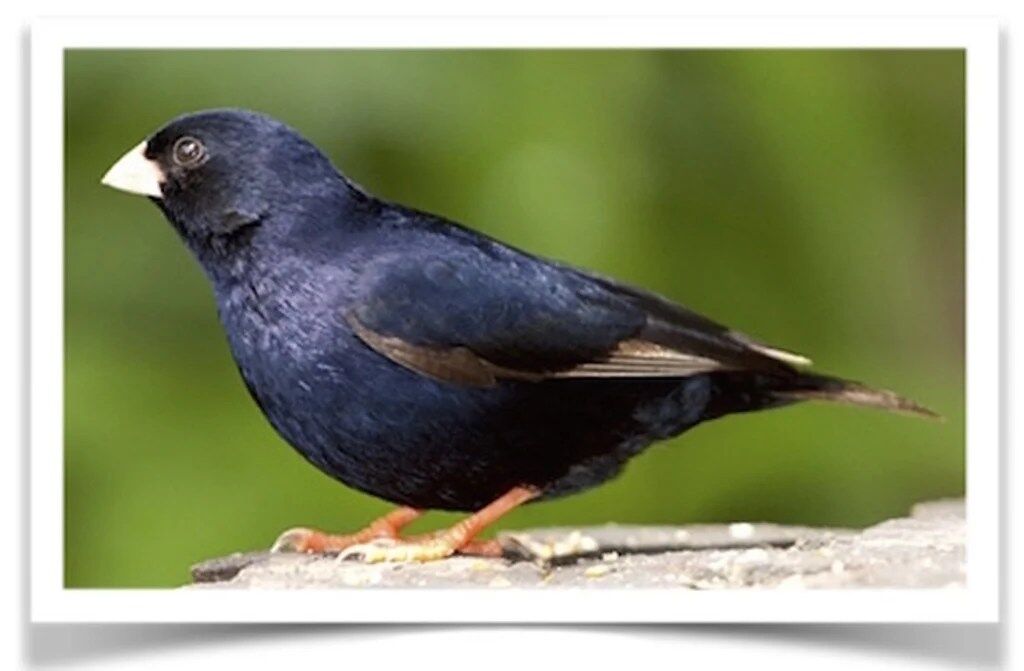 Buy Combassou Finch Online