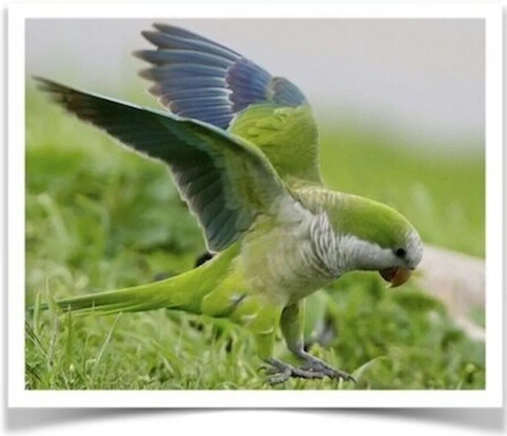 Buy Quaker Parrot (Monk Parakeet) Online - Image 2