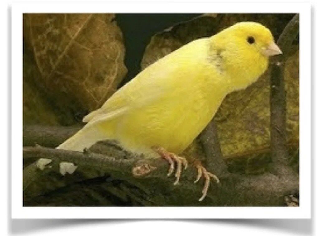 Buy Waterslager Canary Online