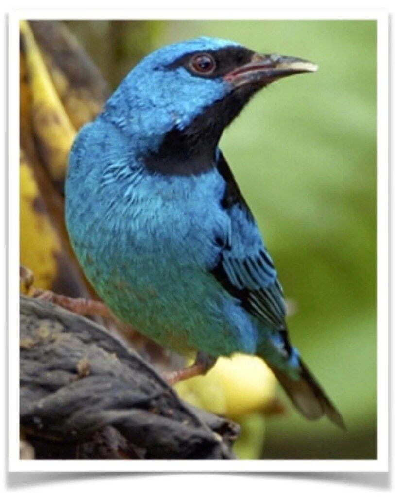 Buy Blue Dacnis - Turquoise Honeycreeper Online