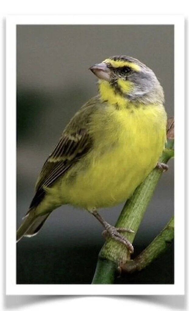 Buy White-tipped Green Singer Online