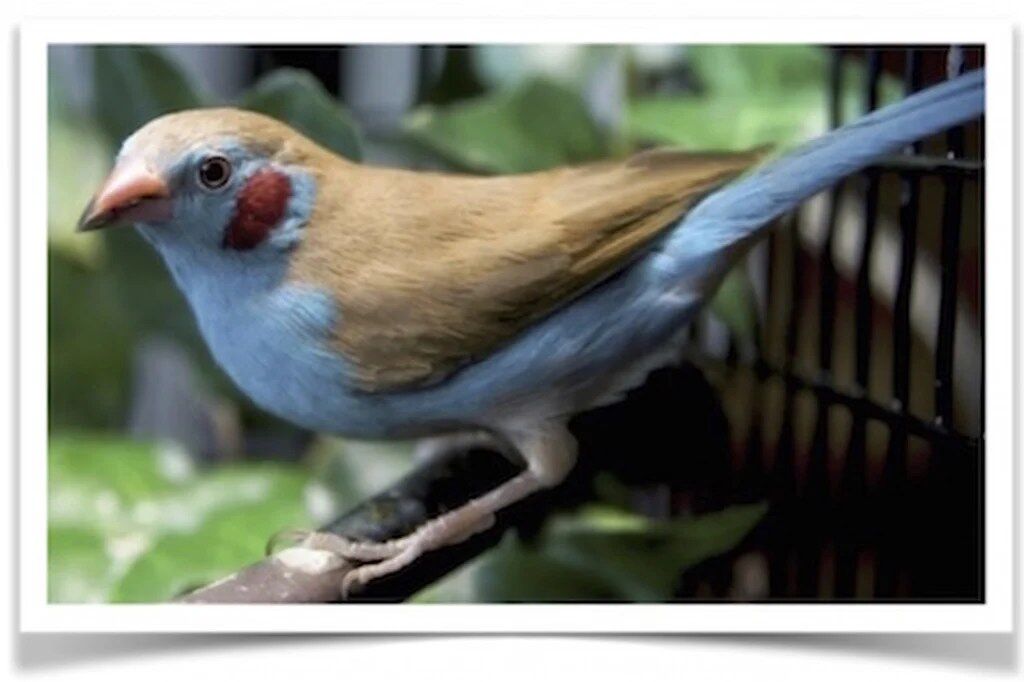 Buy Red Cheeked Cordon Bleu Finch Online - Image 2