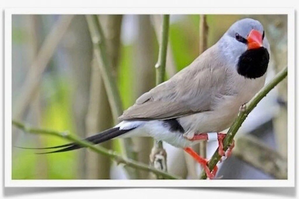 Buy Shaft-Tail Finch Online