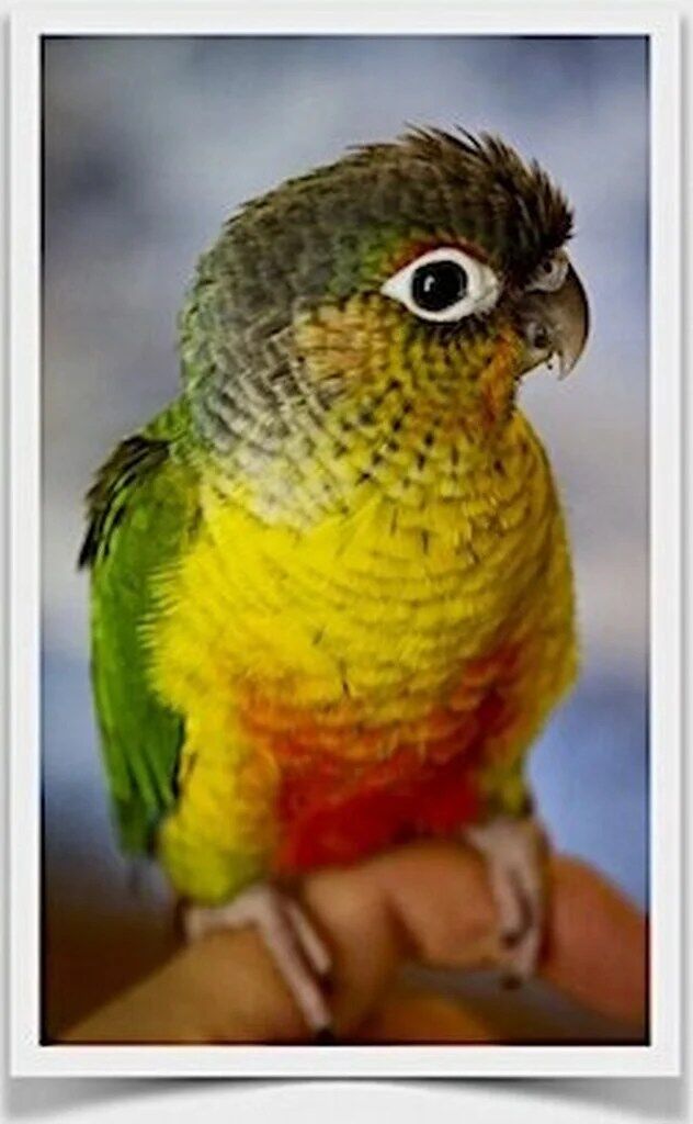 Buy Conure - Yellow-sided Green Cheek Online