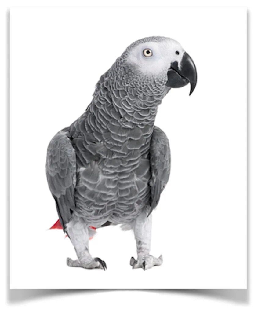 Buy African Grey Parrots Online - Image 2