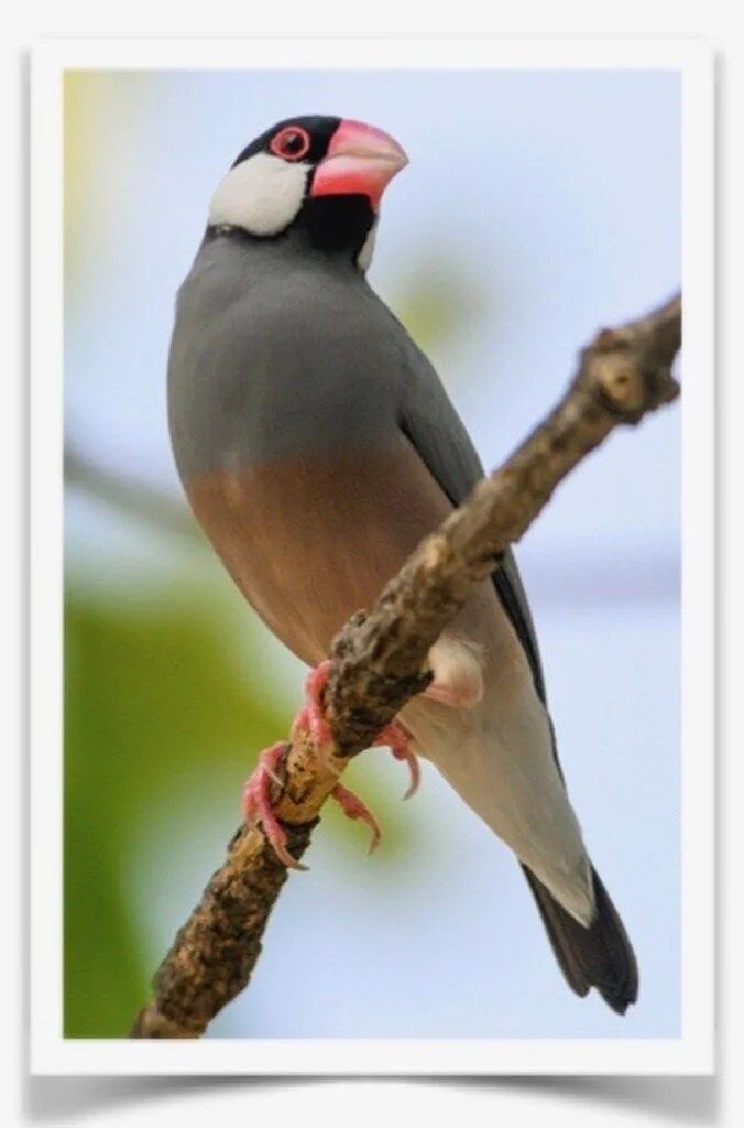 Buy Java Rice Finch - Normal Online