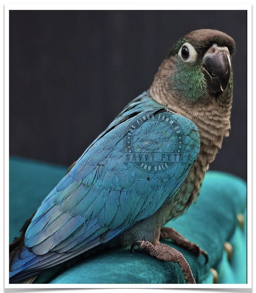 Buy Turquoise Green-Cheeked Conure Online