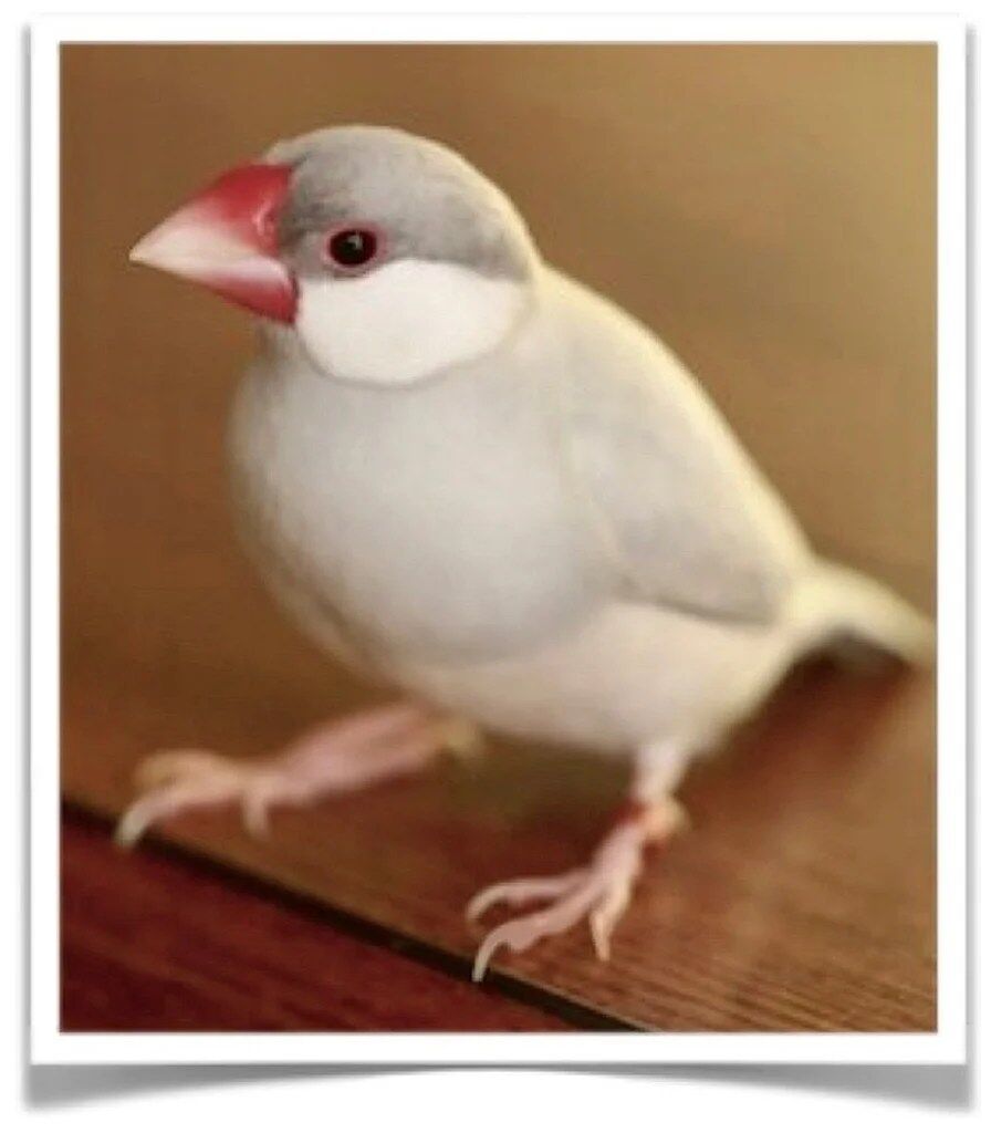 Buy Java Rice Finch - Silver Online Novan Birds For Sale