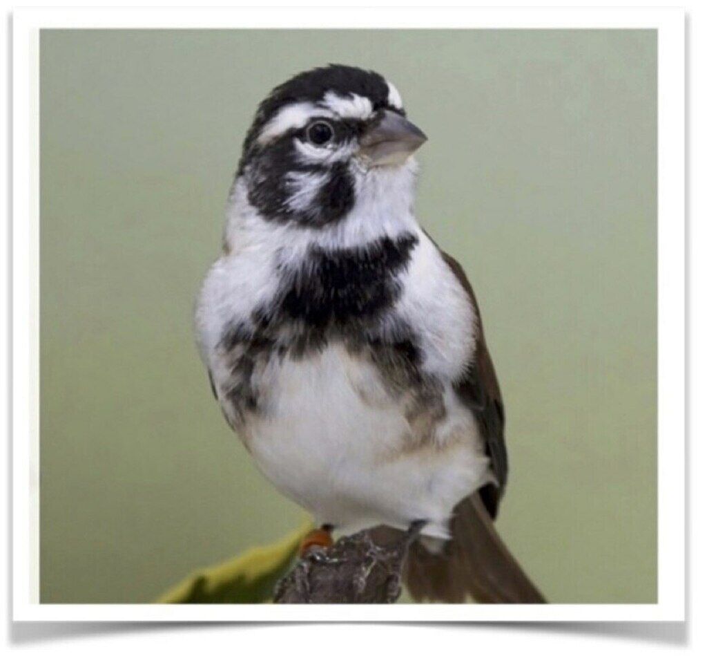 Buy Black Headed Canary Online