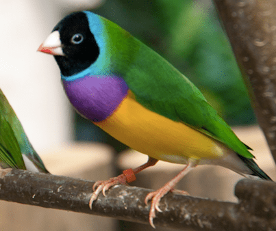 BUY GOULDIAN FINCH FOR SALE