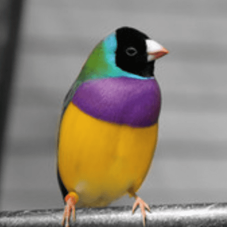 BUY GOULDIAN FINCH FOR SALE - Image 2