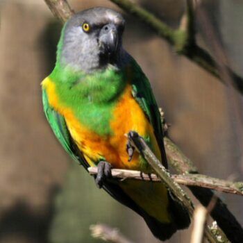 BUY SENEGAL PARROT FOR SALE