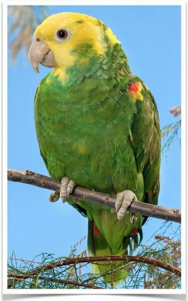 Buy Double Yellow Headed Amazon Online