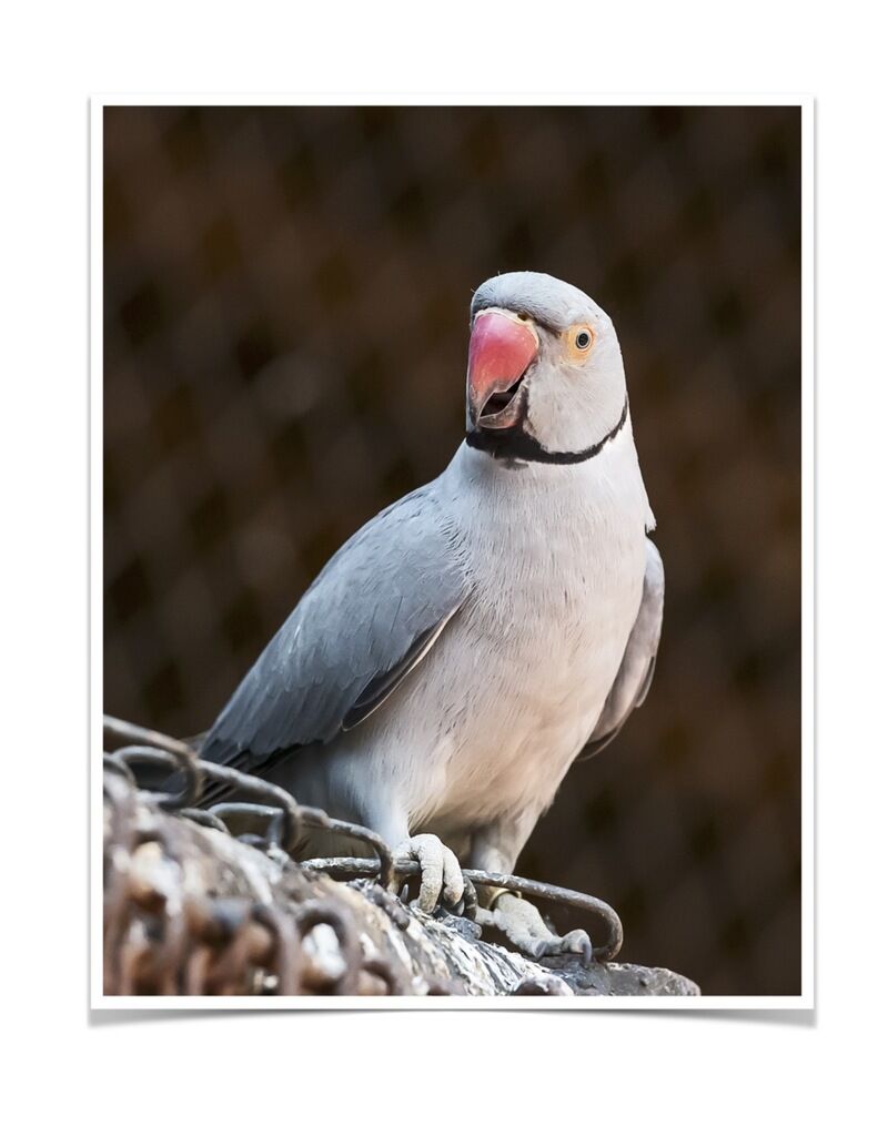 Buy Grey Indian Ringneck Parakeet Online