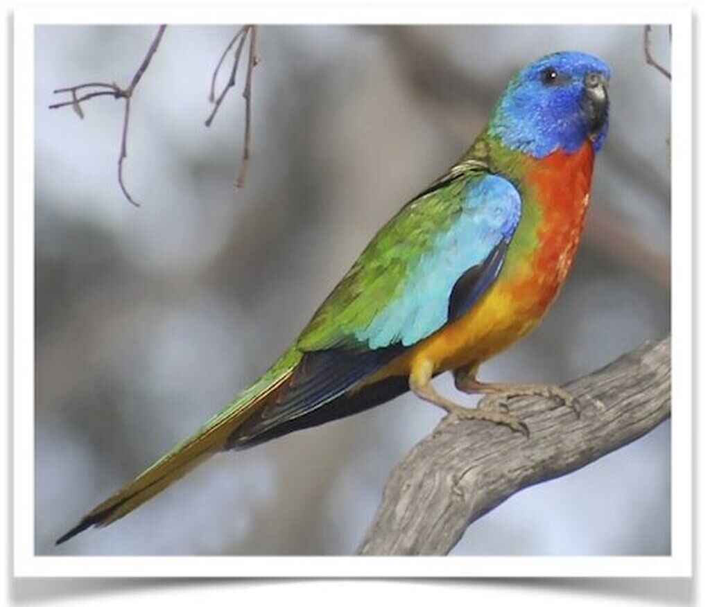 Buy Scarlet-chested Parakeet Online - Image 2