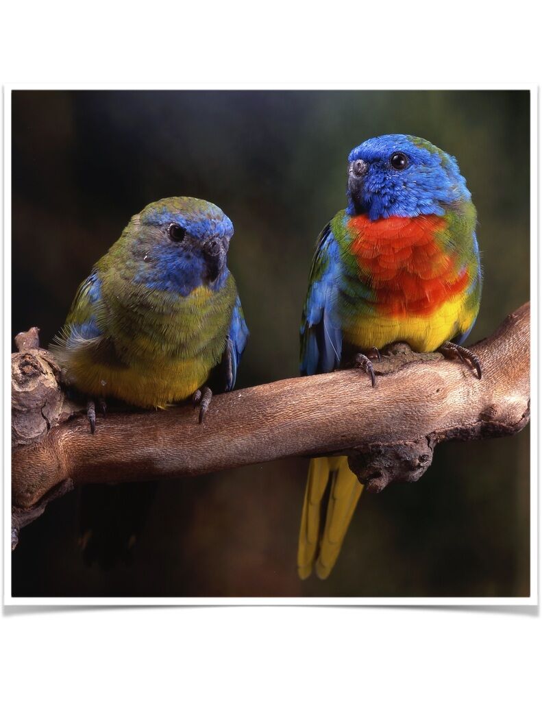 Buy Scarlet-chested Parakeet Online