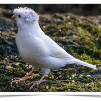 Buy White Crested Canary Online