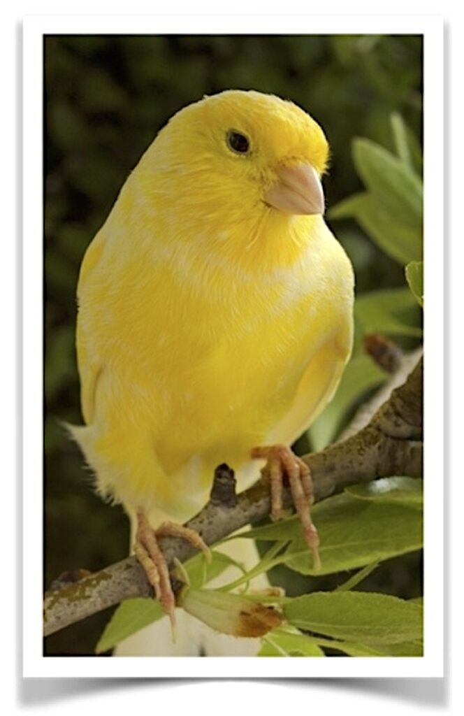 Buy Yellow Canary Online