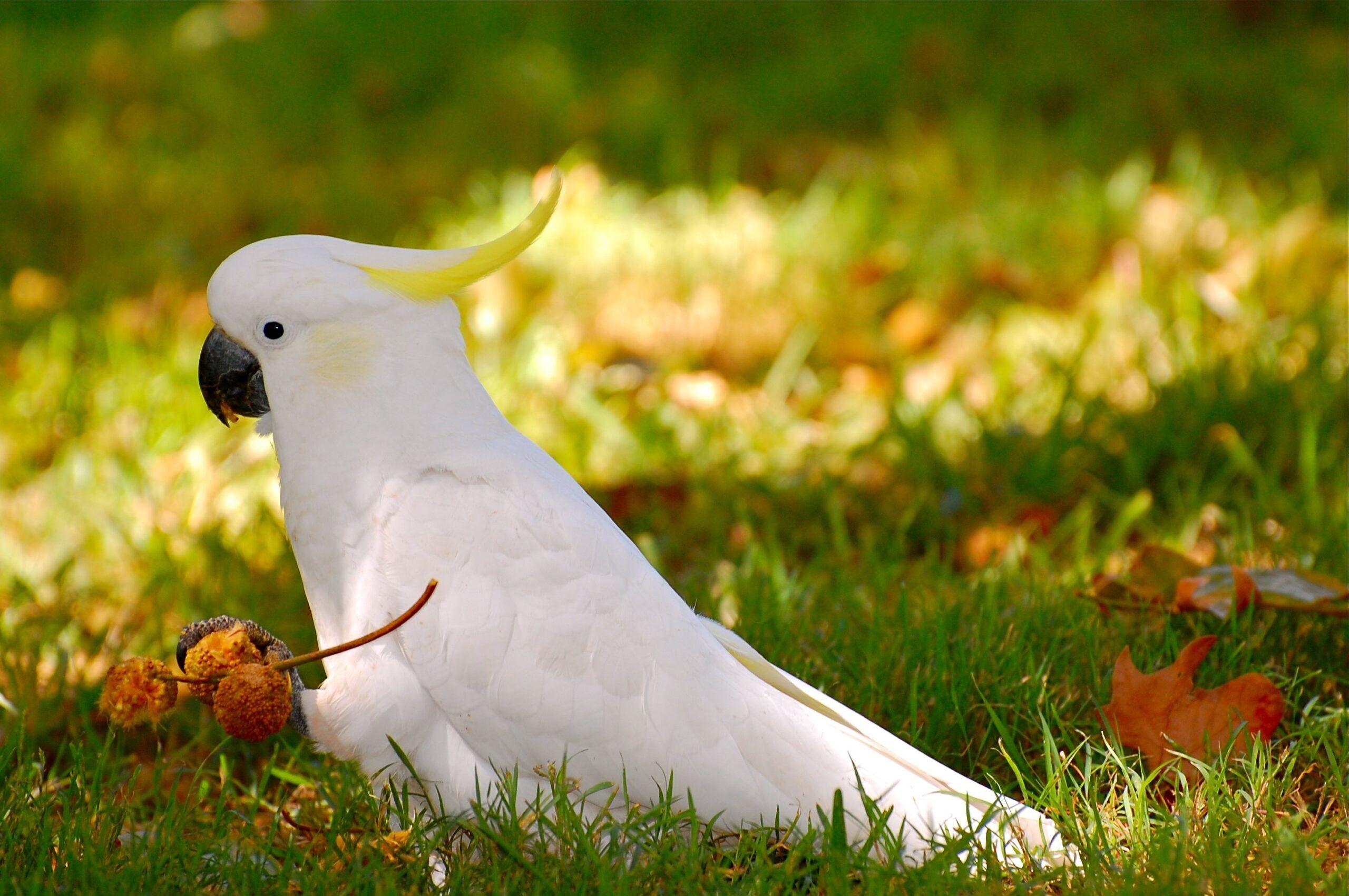 cockatoo-1638432615662-2130
